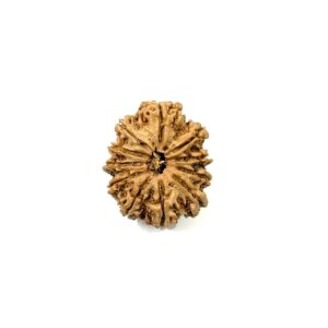 11-mukhi-nepali-rudraksha-12
