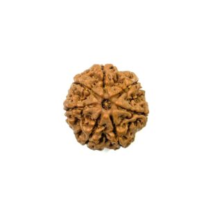 7-mukhi-nepali-rudraksha-13