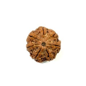 7 Mukhi Full Seeds Nepali Rudraksha