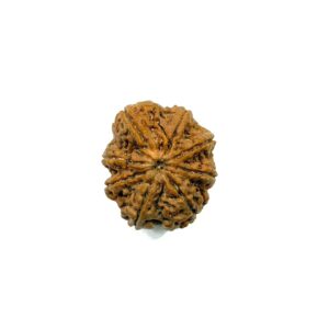 8 Mukhi Antique Full Seeds Nepali Rudraksha