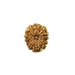 13 Mukhi Nepali Rudraksha
