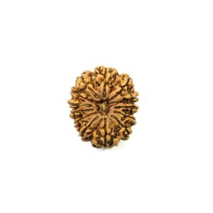 13 Mukhi Nepali Rudraksha
