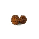 Gauri Shankar Nepali Rudraksha