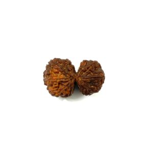 Gauri Shankar Nepali Rudraksha