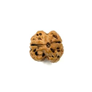 2 Mukhi Nepali Rudraksha
