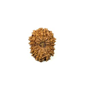 14 Mukhi Nepali Rudraksha