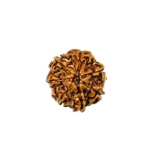 7 Mukhi Nepali Rudraksha