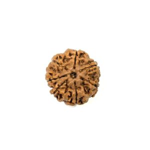 7 Mukhi Nepali Rudraksha