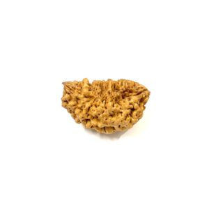 1 Mukhi Moon Shape Rudraksha
