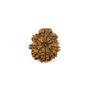 9-mukhi-full-seeds-nepali-rudraksha