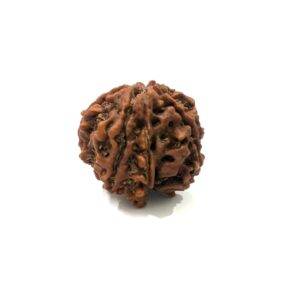 7 Mukhi Ganesha Nepali Rudraksha
