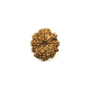 10 Mukhi Nepali Rudraksha