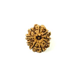 9-mukhi-collector-full-seeds-nepali-rudraksha