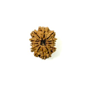 12-mukhi-nepali-rudraksha-15