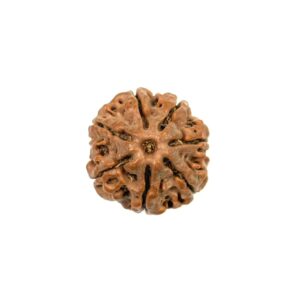 7 Mukhi Nepali Rudraksha