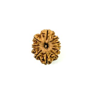 11-mukhi-nepali-rudraksha-13