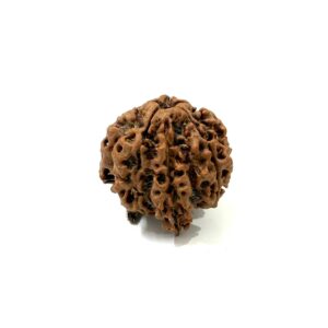 Ganesha Nepali Rudraksha