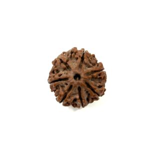 7 Mukhi Nepali Rudraksha