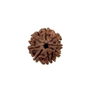 8 Mukhi Nepali Rudraksha