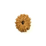 13 Mukhi Nepali Rudraksha