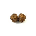 14 Mukhi Gauri Shankar Nepali Rudraksha