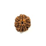 7 Mukhi Nepali Rudraksha