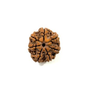 7 Mukhi Nepali Rudraksha