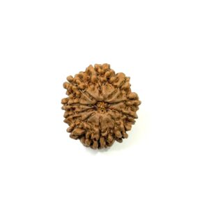 10 Mukhi Nepali Rudraksha
