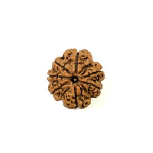 7 Mukhi Nepali Rudraksha
