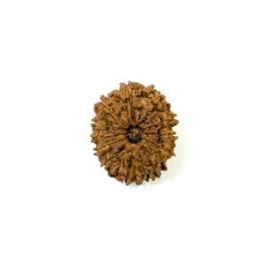 12-mukhi-nepali-rudraksha-16