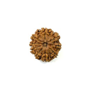 9-mukhi-nepali-rudraksha-12