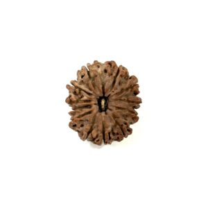 11-mukhi-nepali-rudraksha-14