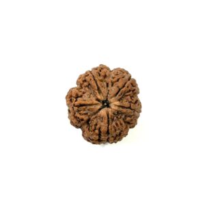 5 Mukhi Collector Nepali Rudraksha