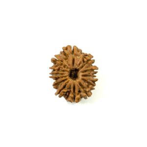 13-mukhi-nepali-rudraksha-16
