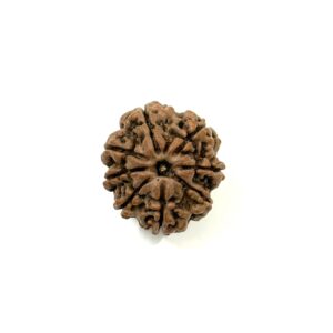 8 Mukhi Nepali Rudraksha