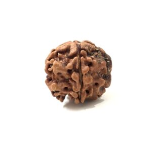 1-mukhi-underdeveloped-nepali-rudraksha