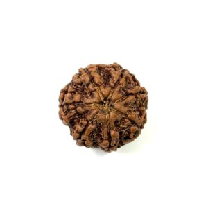7 Mukhi Nepali Rudraksha
