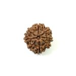 8 Mukhi Nepali Rudraksha
