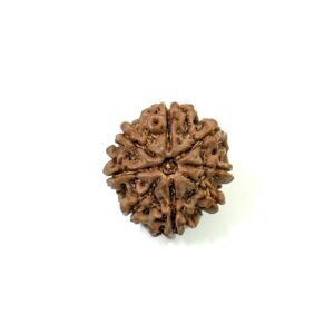 8 Mukhi Nepali Rudraksha