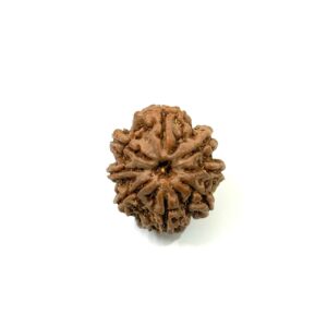 8 Mukhi Nepali Rudraksha