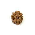 10 Mukhi Nepali Rudraksha