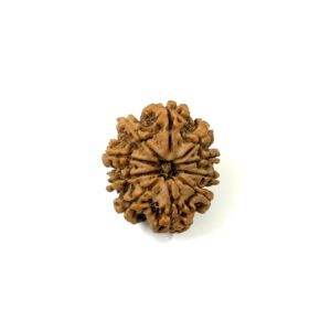 10 Mukhi Nepali Rudraksha