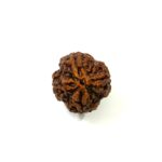 4 Mukhi Collector Nepali Rudraksha