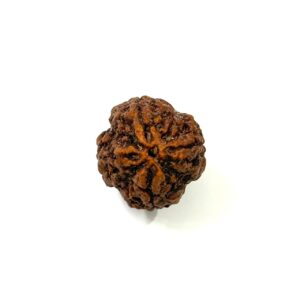 4 Mukhi Collector Nepali Rudraksha