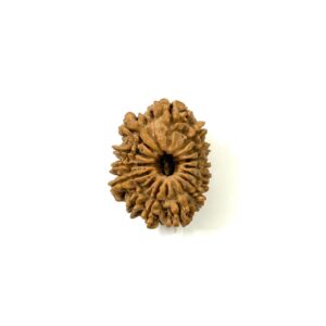 14 Mukhi Nepali Rudraksha