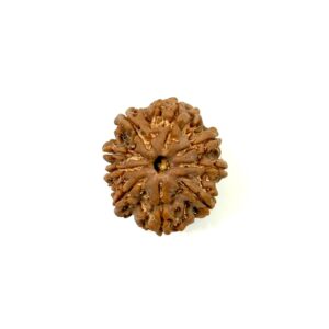 9 Mukhi Nepali Rudraksha