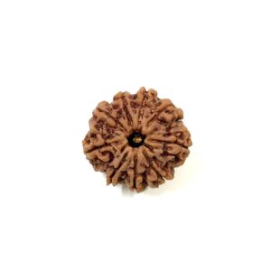 9 Mukhi Nepali Rudraksha