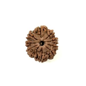 9 Mukhi Nepali Rudraksha