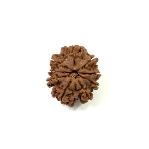 9 Mukhi Nepali Rudraksha