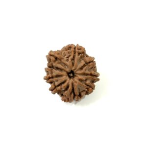 9 Mukhi Nepali Rudraksha